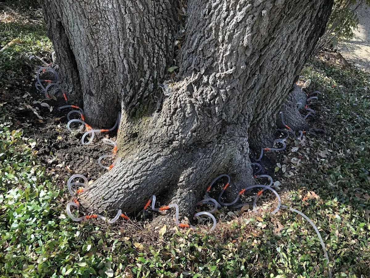 Detailed Tree Cabling and Bracing job site in Munson