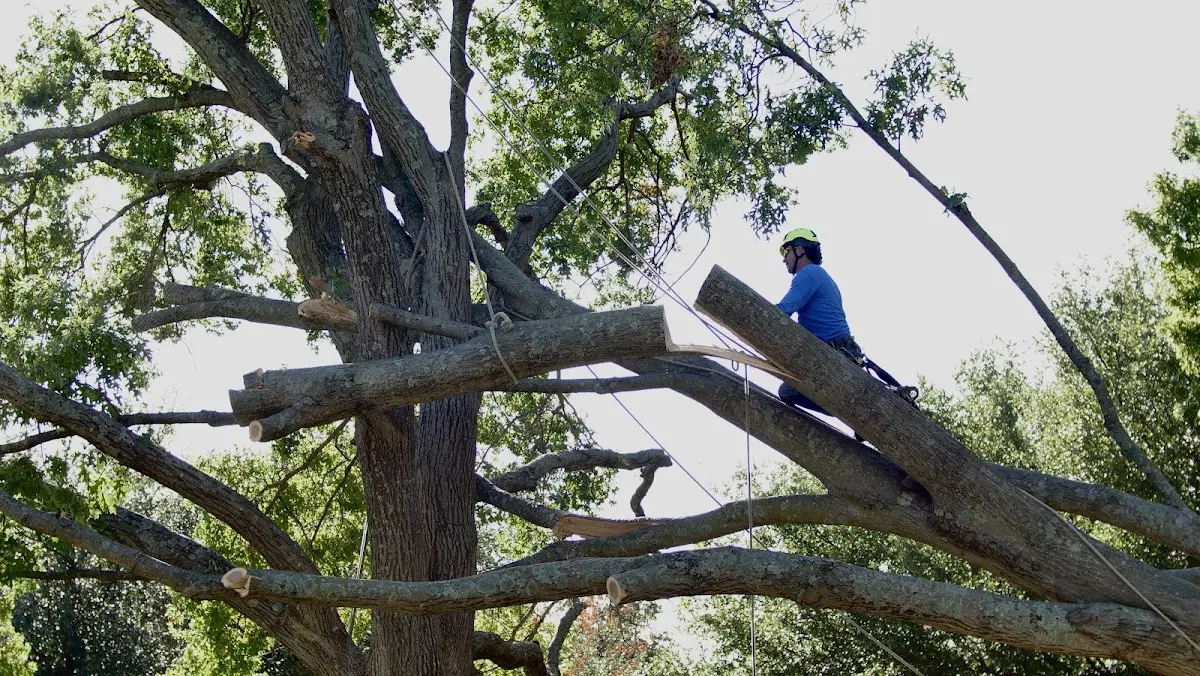 Professional Crown Thinning performed by certified arborists in Munson